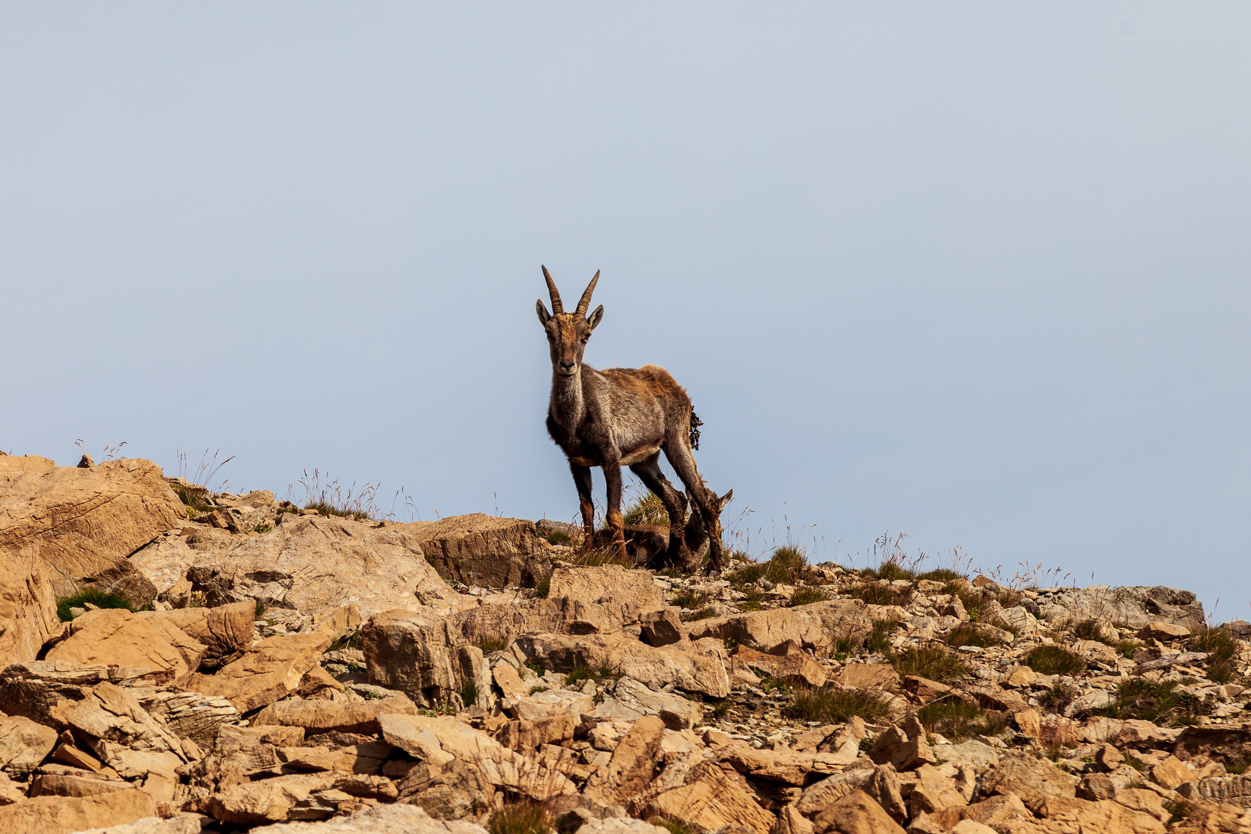 Горная коза с детенышем