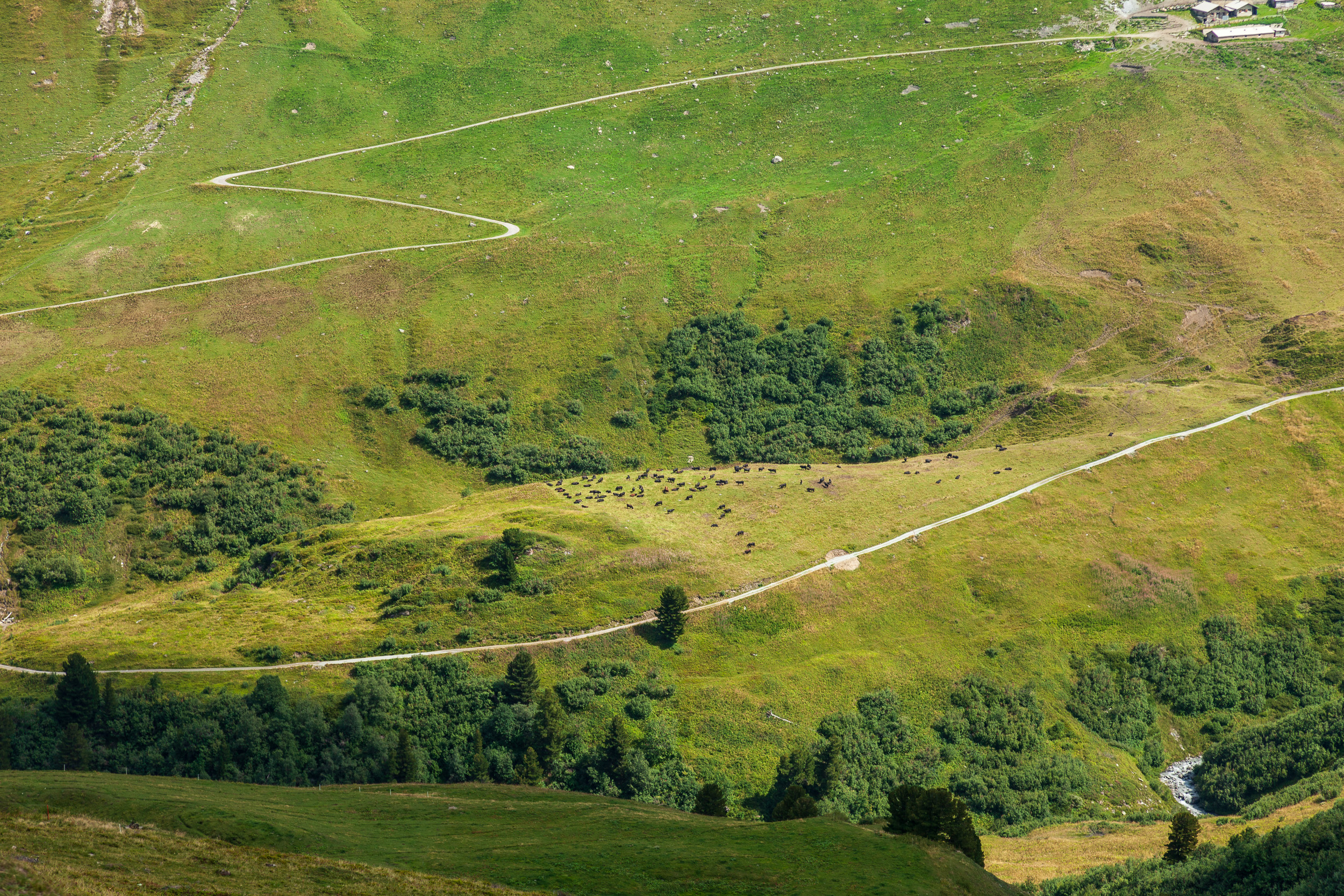 Снова коровы, теперь уже швейцарские