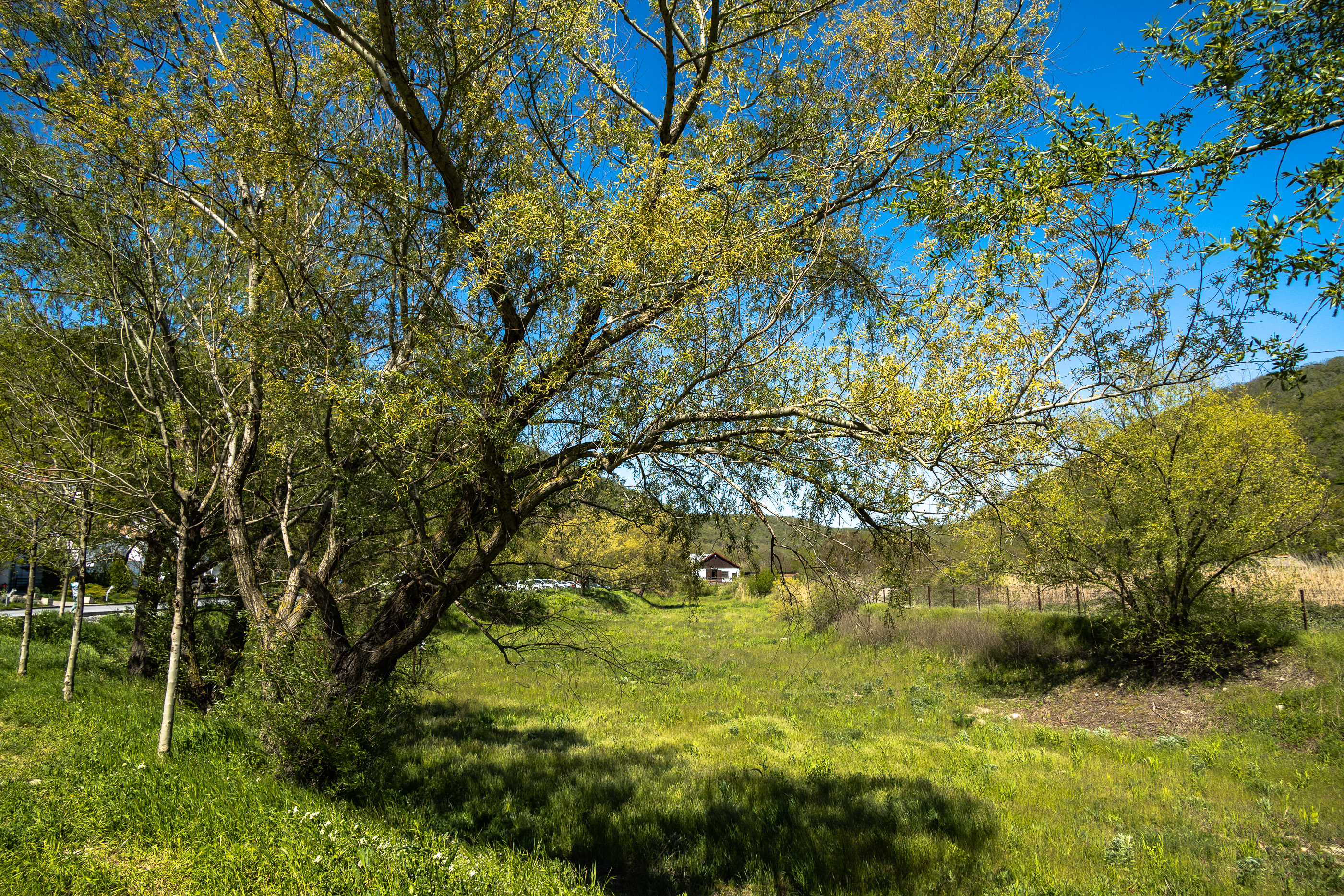 Пасторальные виды