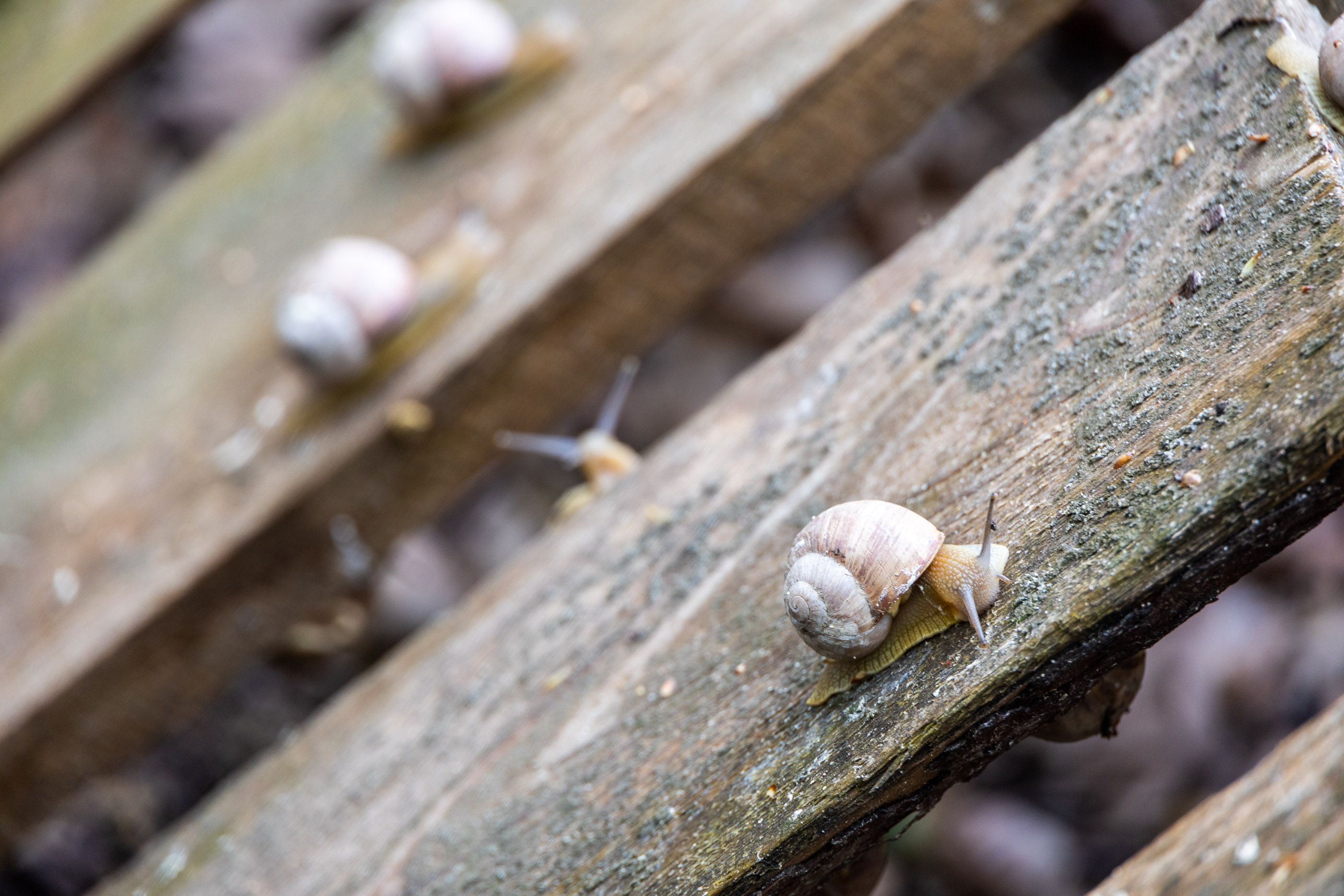 Виноградные улитки на улиточной ферме в Шато-Пино