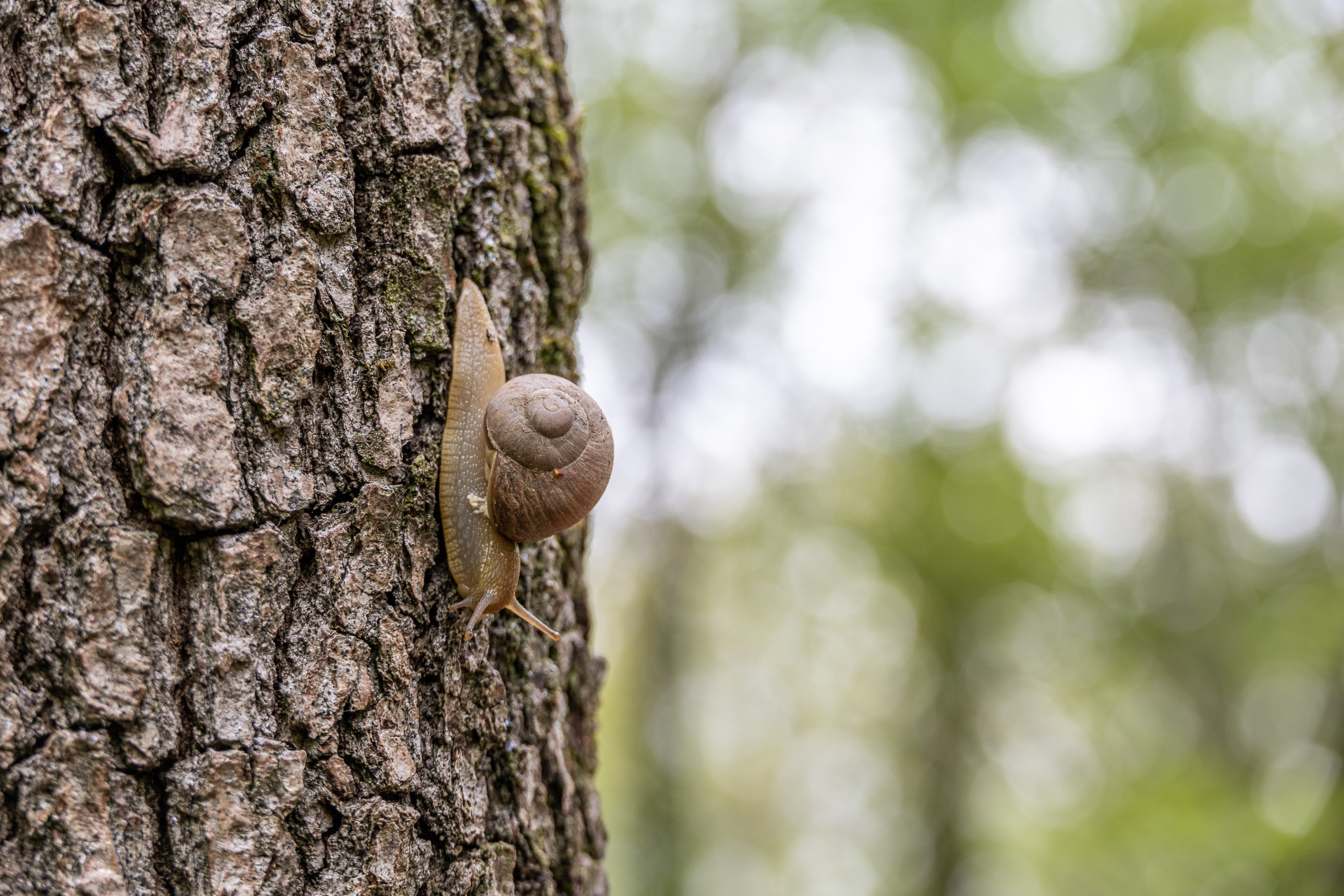 Виноградные улитки на улиточной ферме в Шато-Пино