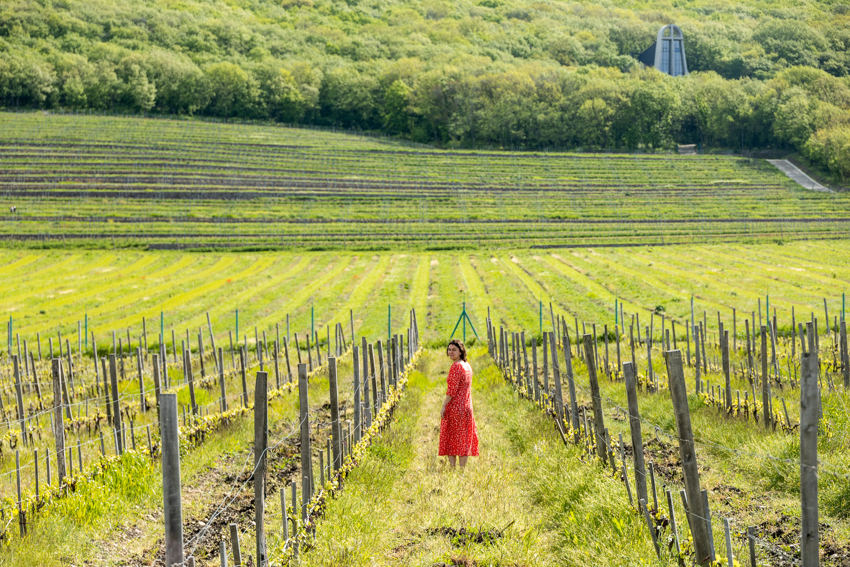 Виноградники Винотеррии