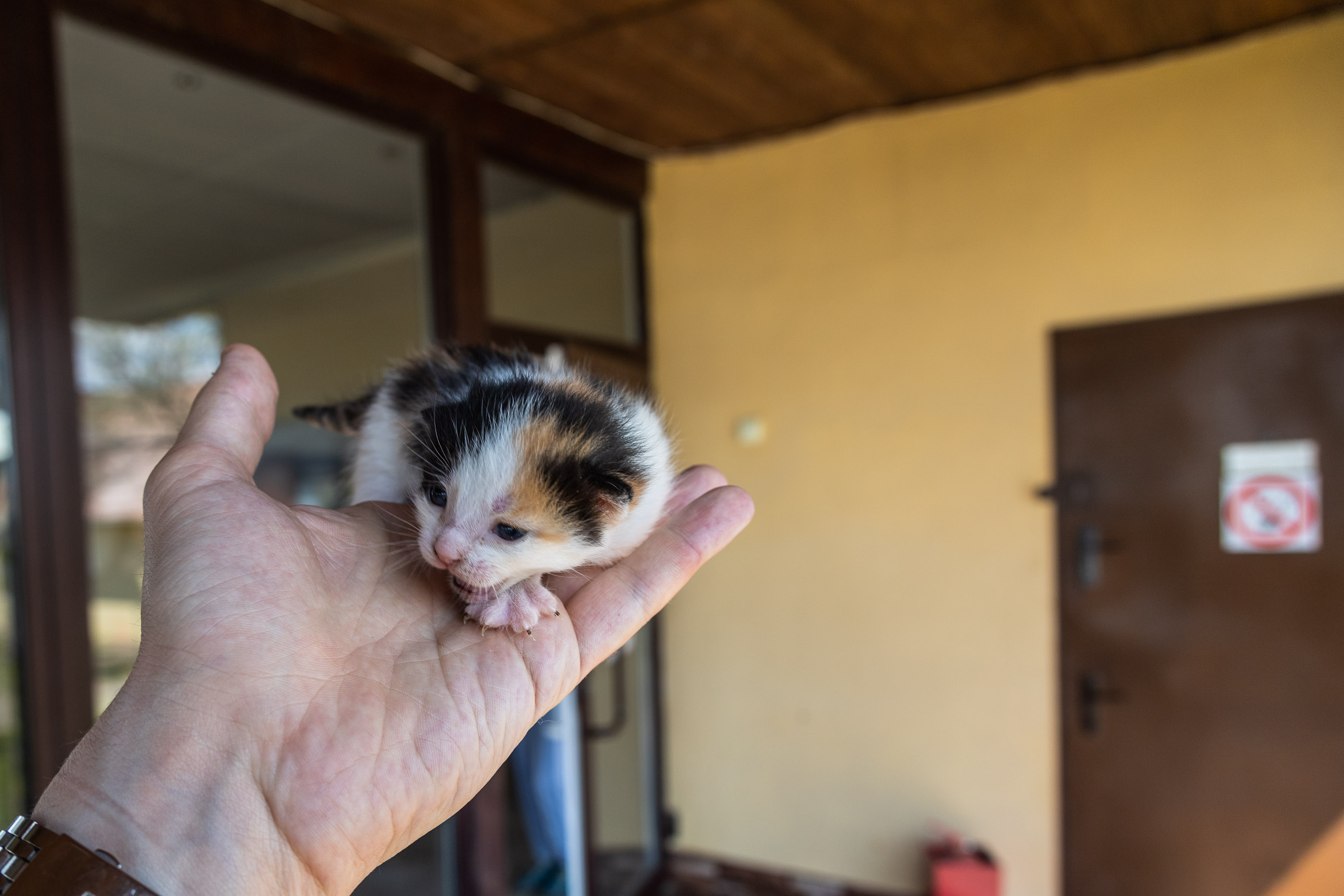 Котенок на Коза-Хуторе