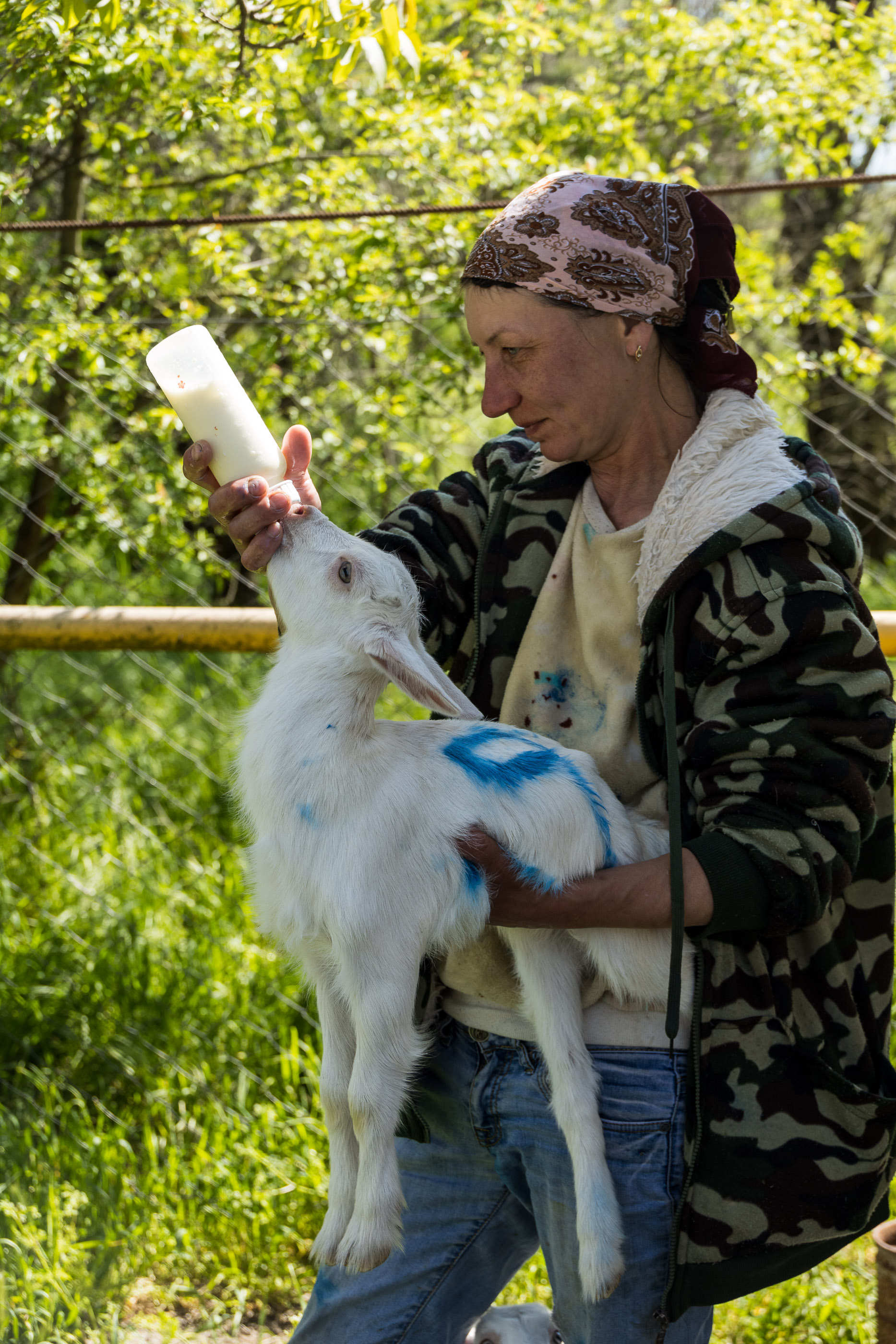 Кормление козлят