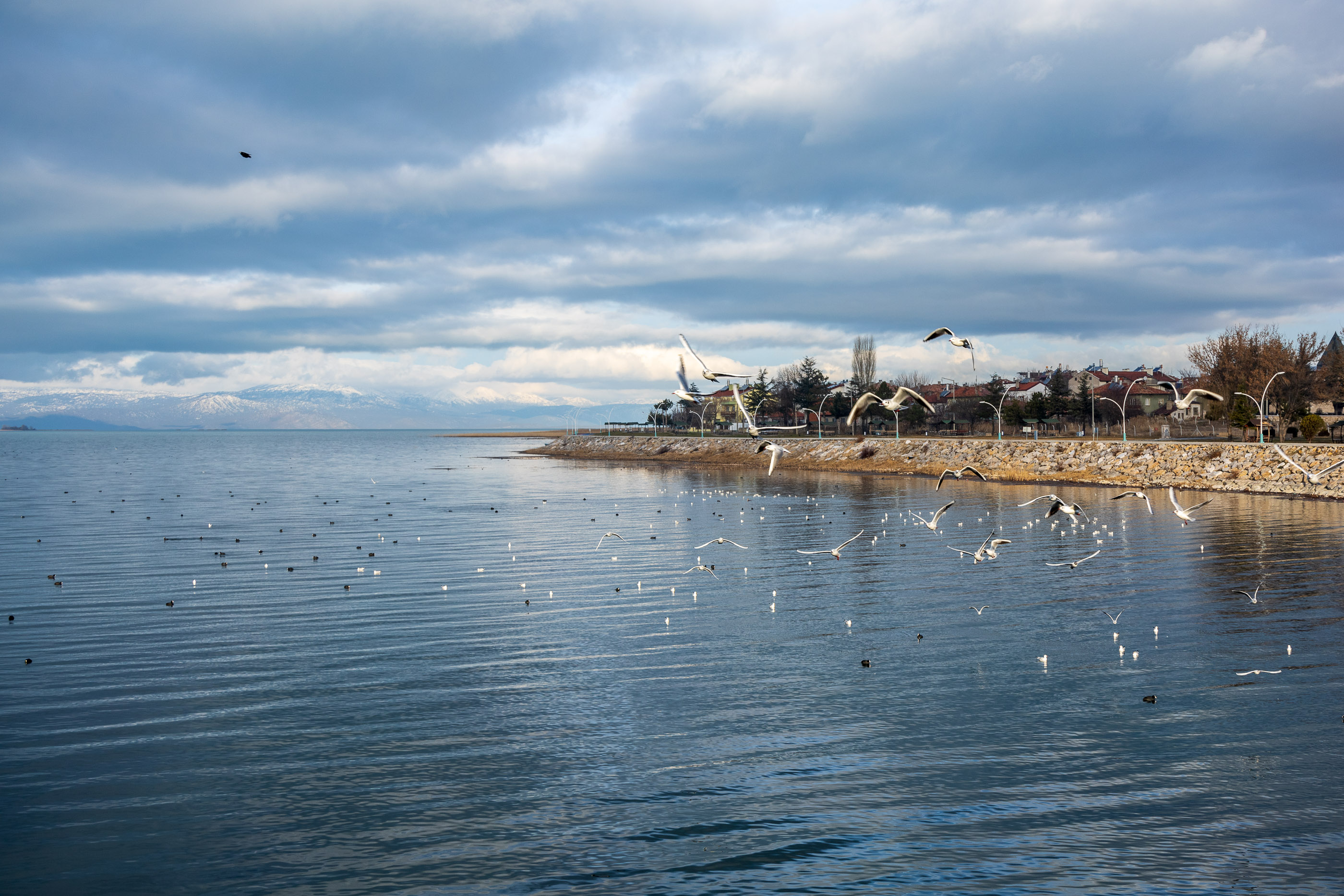 Птицы Бейшихира