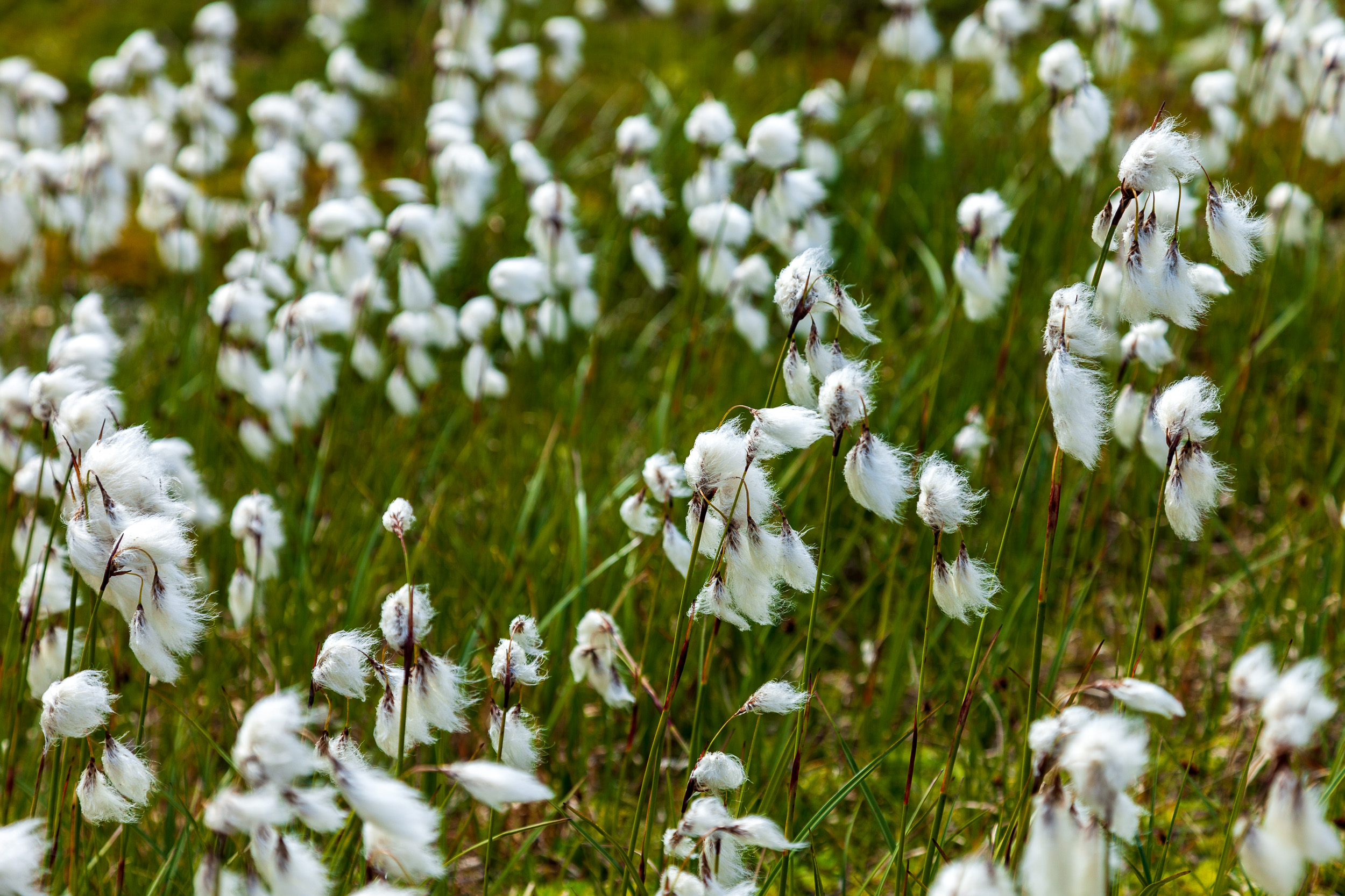 Эти белые цветочки начались только на швейцарской стороне