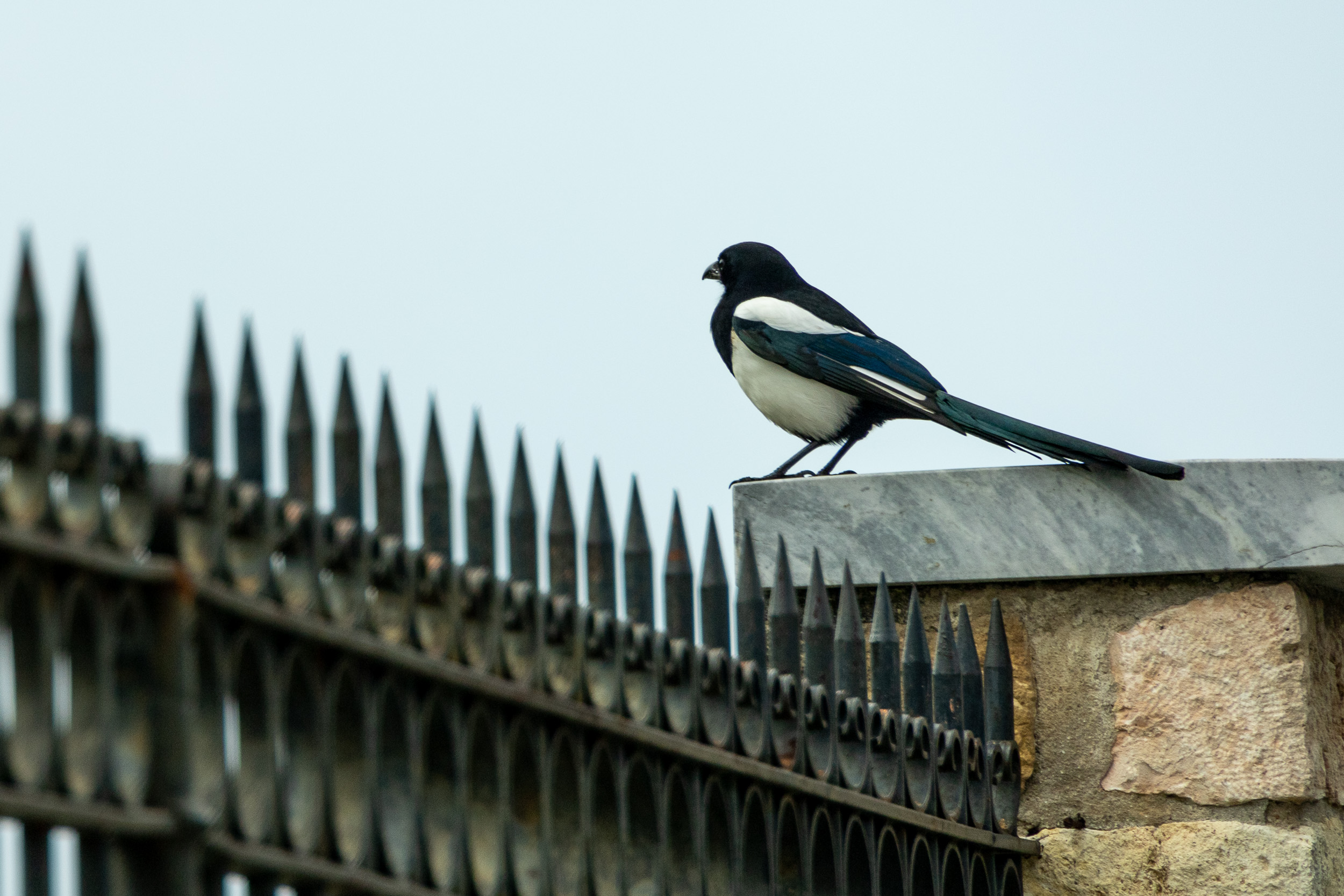 В Афинах очень много сорок