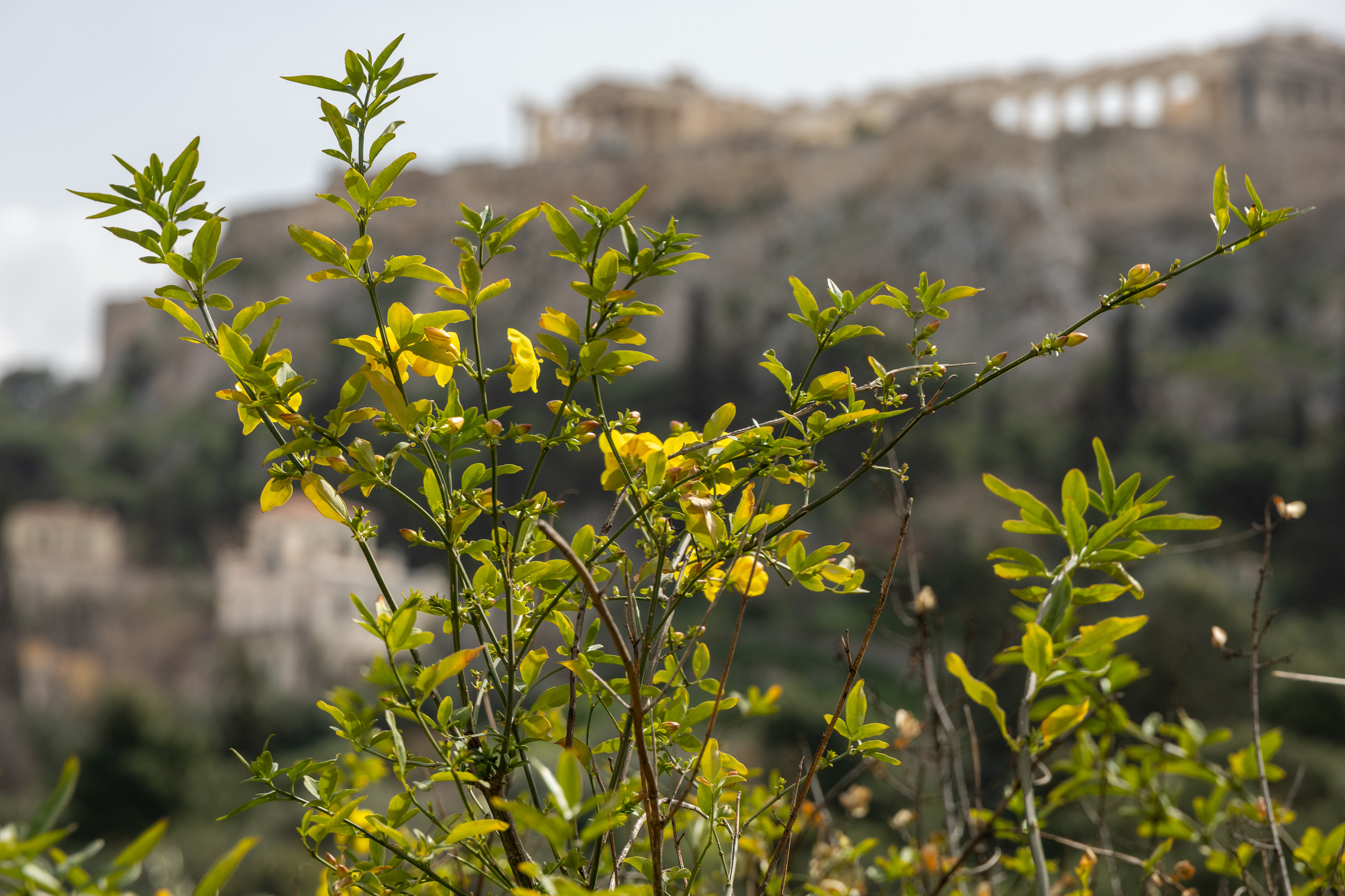 Вид на акрополь из агоры