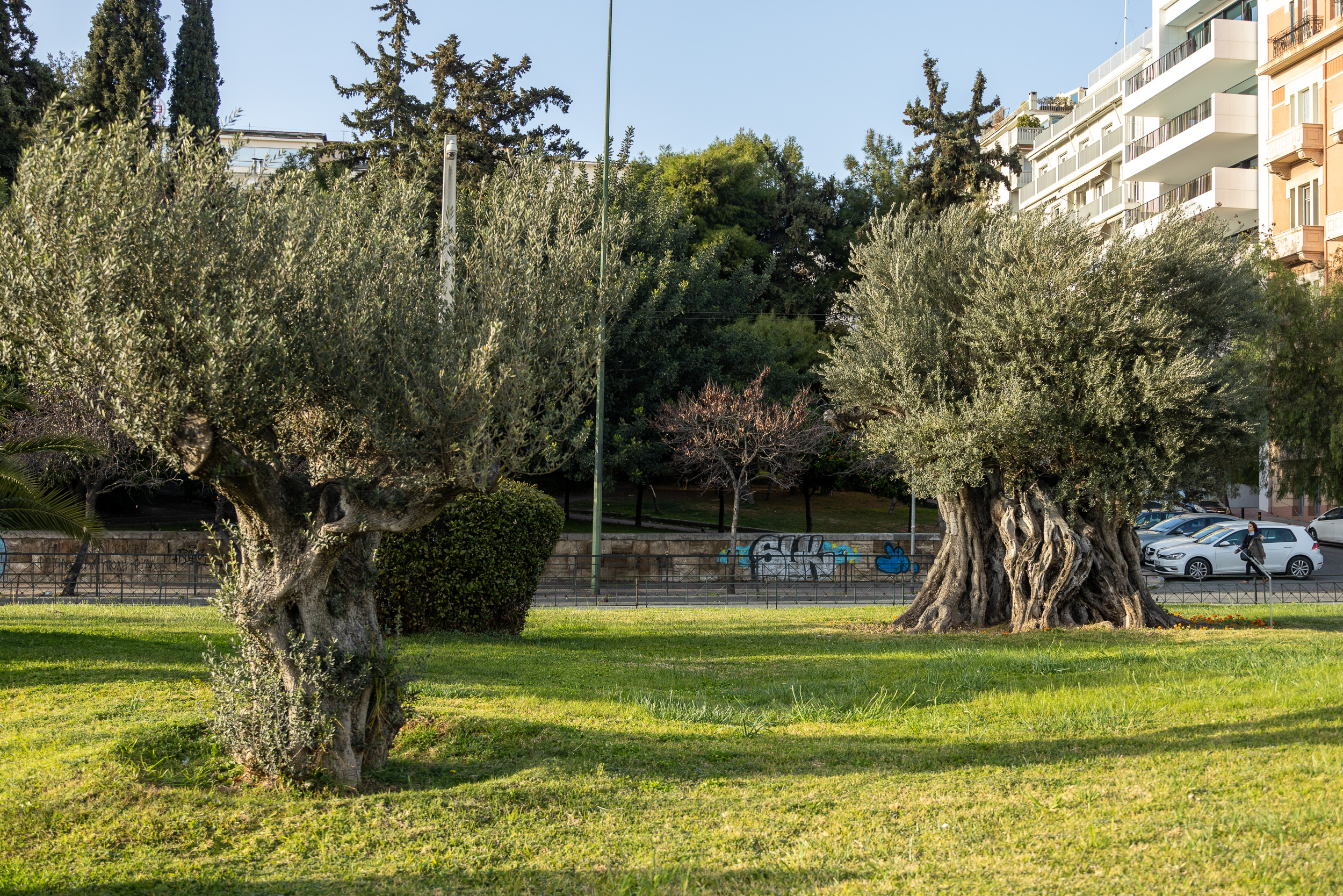 Древние оливковые деревья