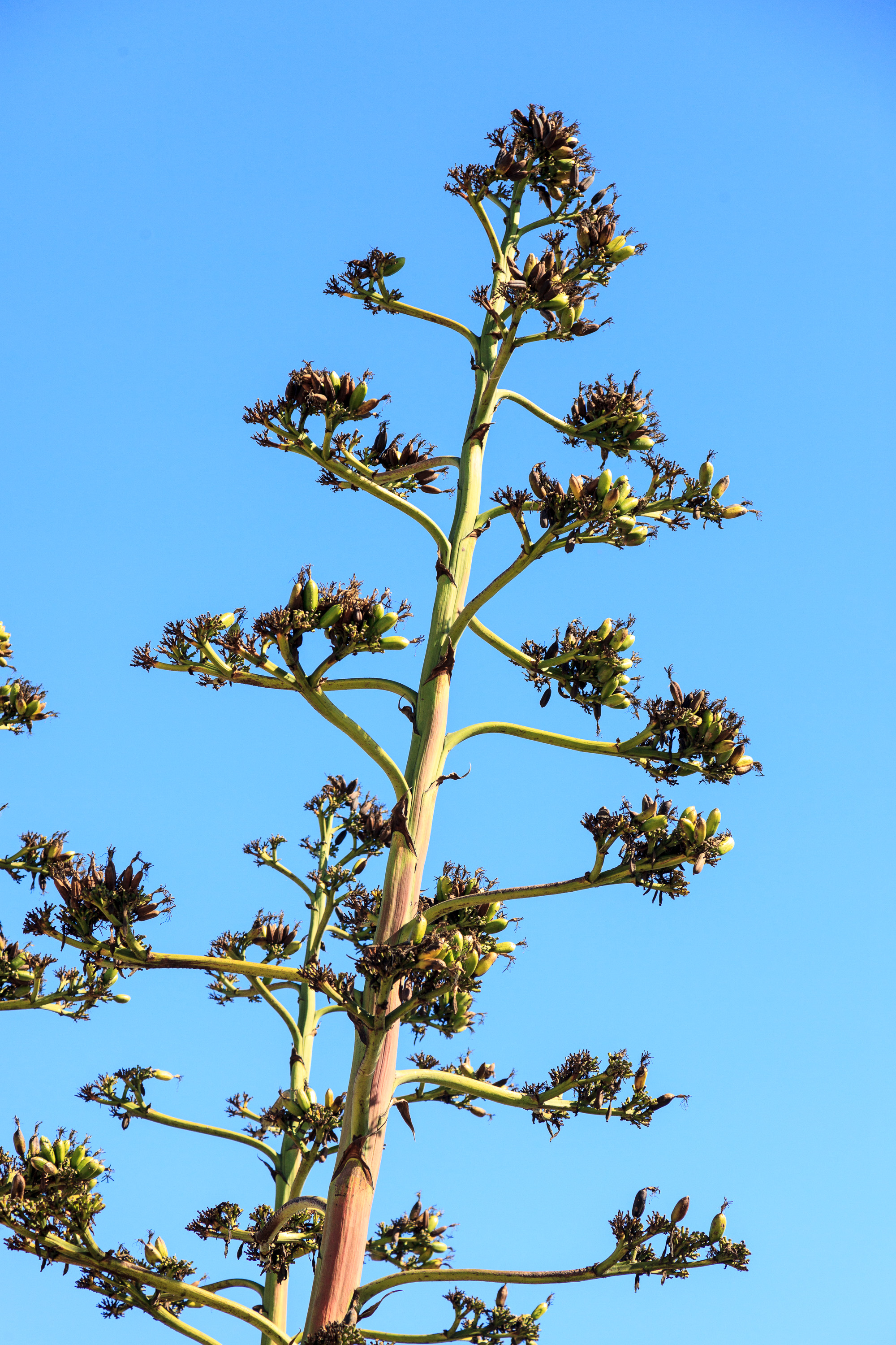 Местная растительность