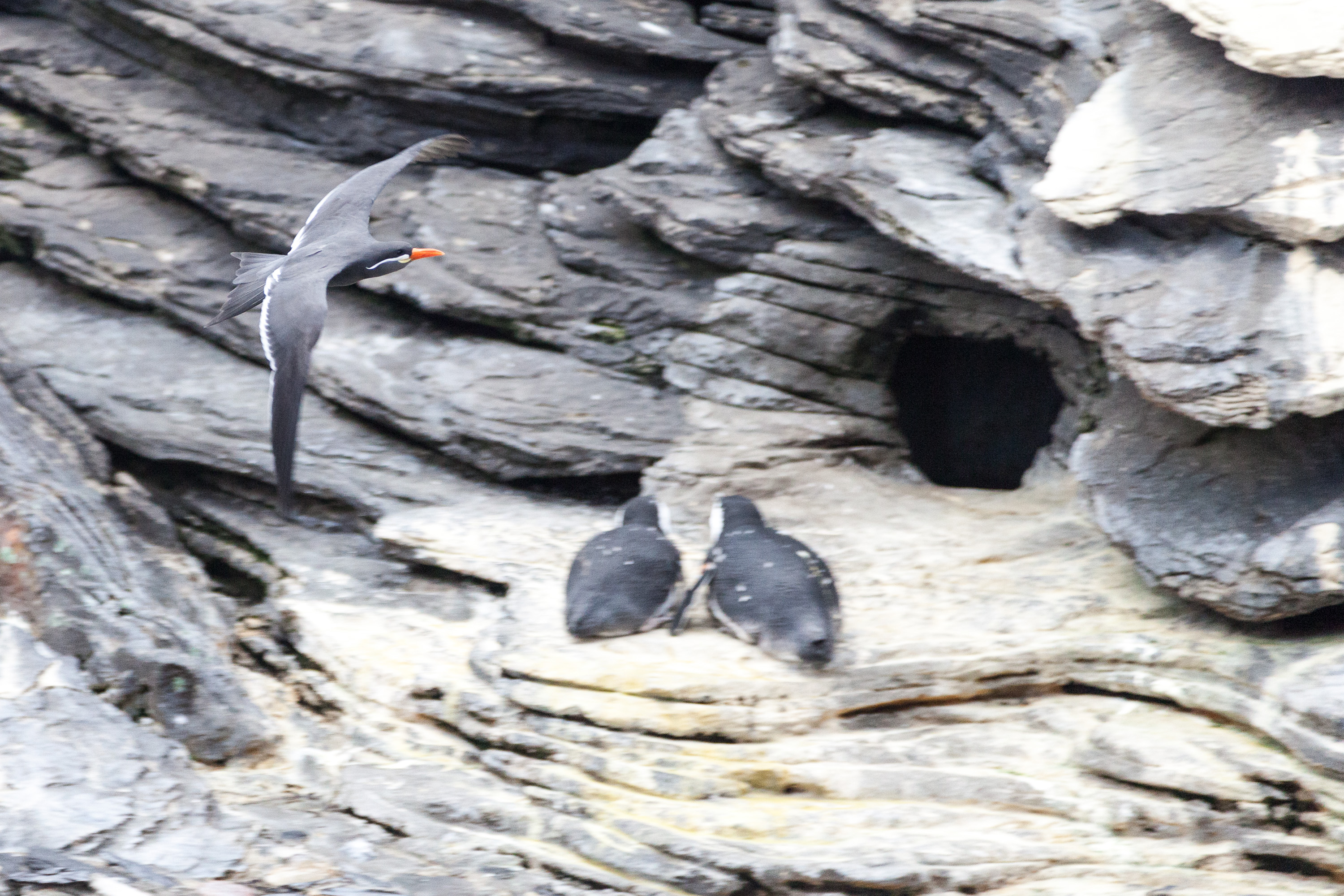 В Лиссабонском океанариуме