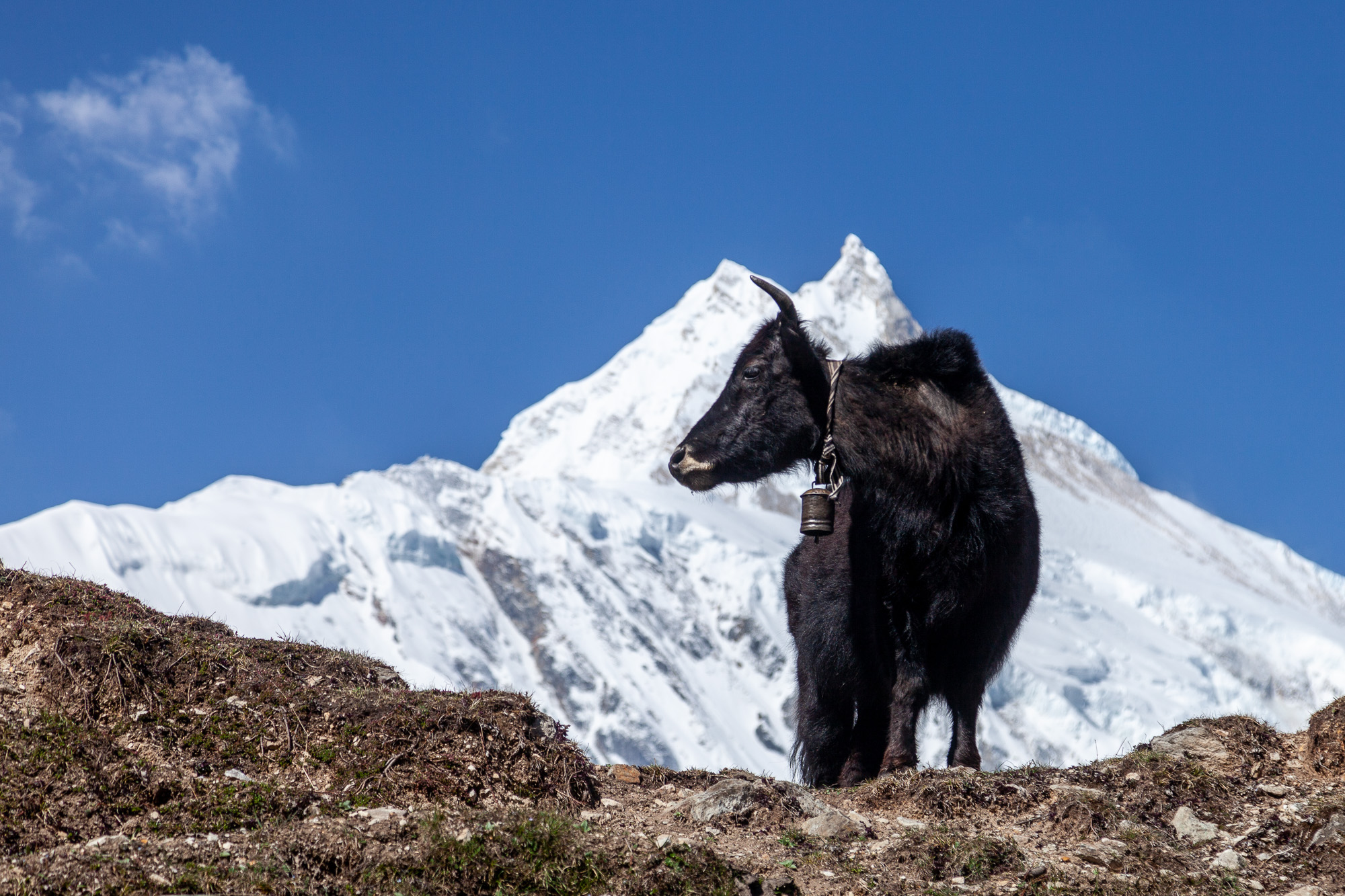 Май: Гималаи
