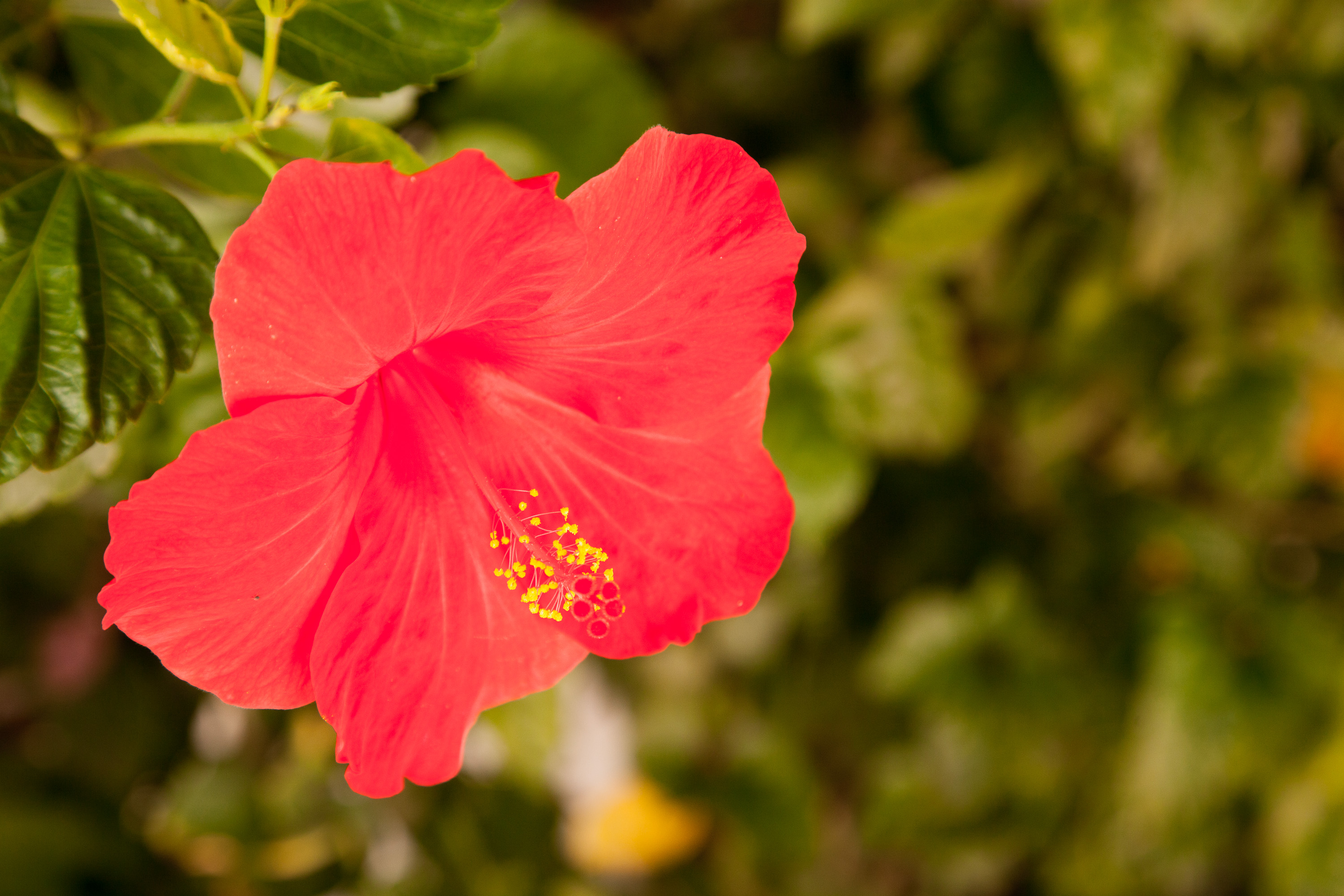 Цветы у монастыря Сан-Винсенте-де-Фора