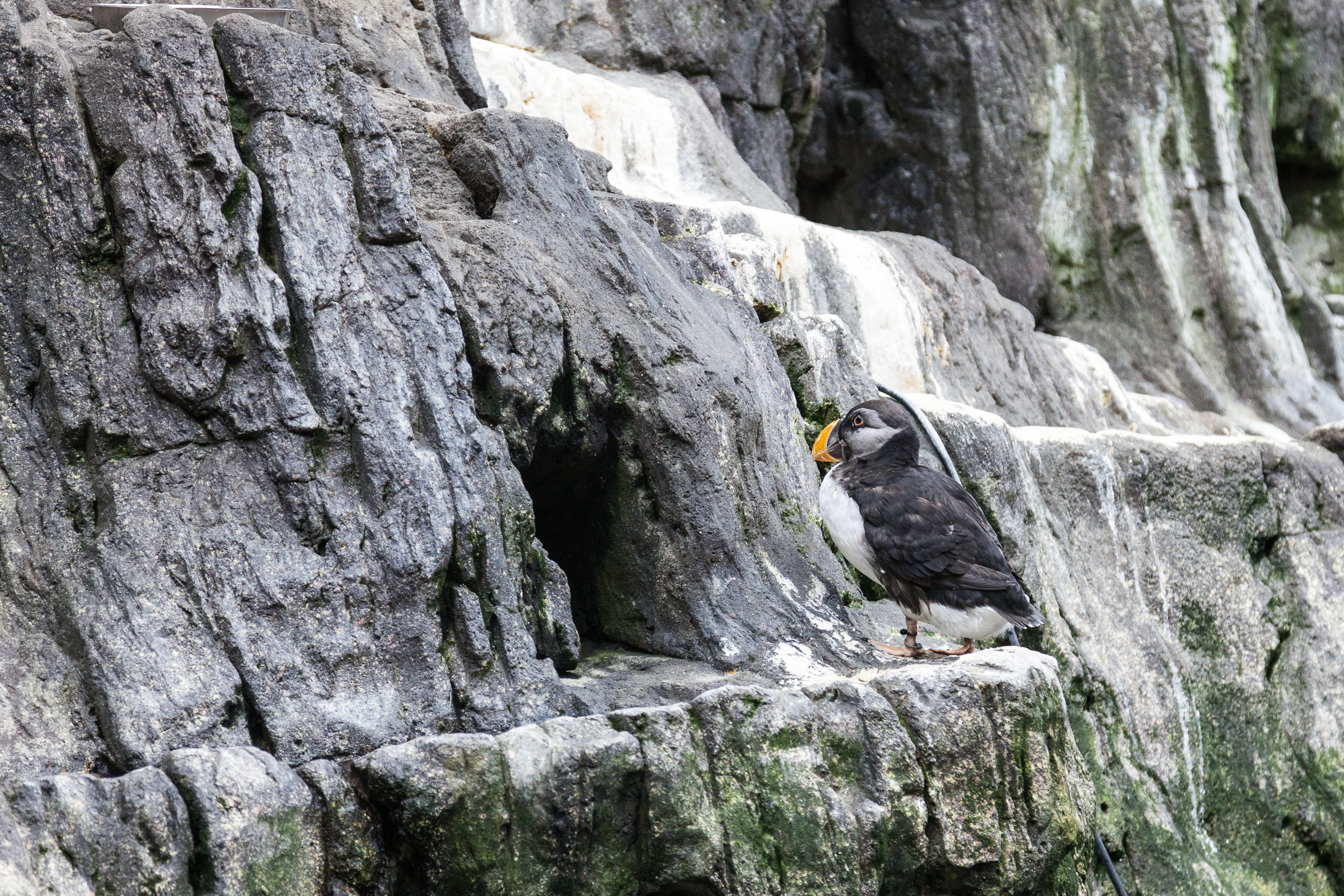 Тупики  в Лиссабонском океанариуме