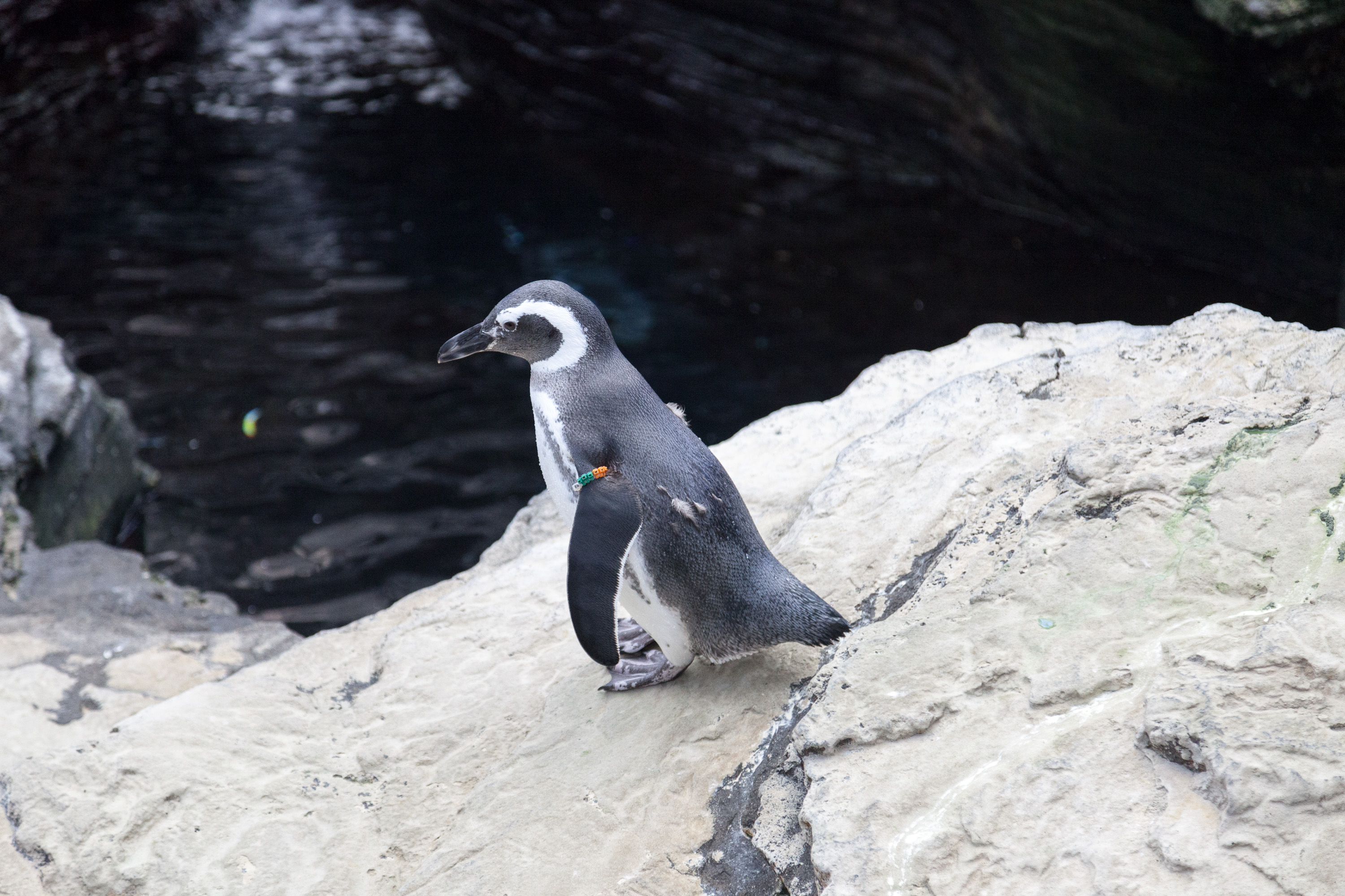 Пингвины  в Лиссабонском океанариуме