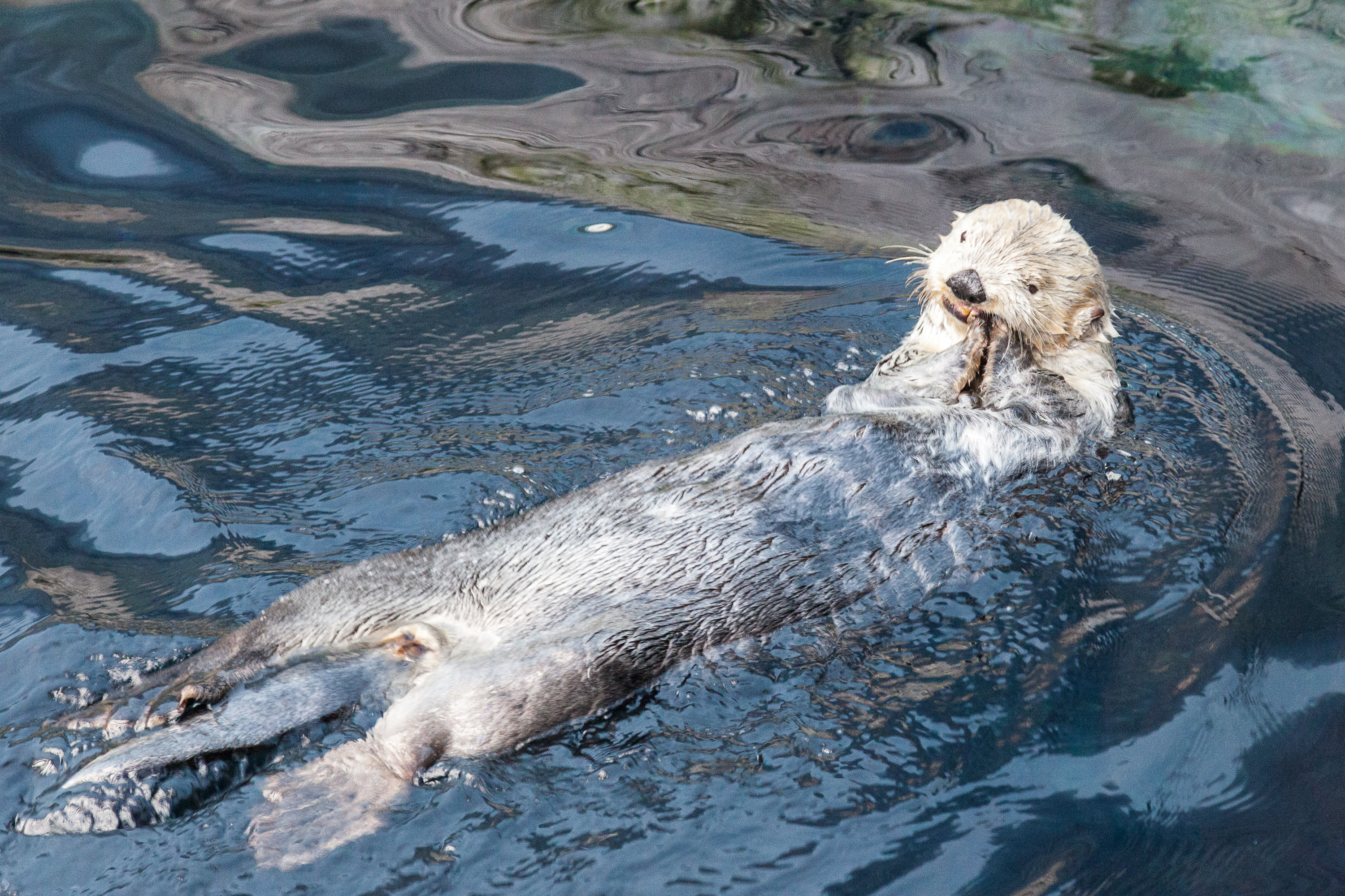 Каланы в Лиссабонском океанариуме
