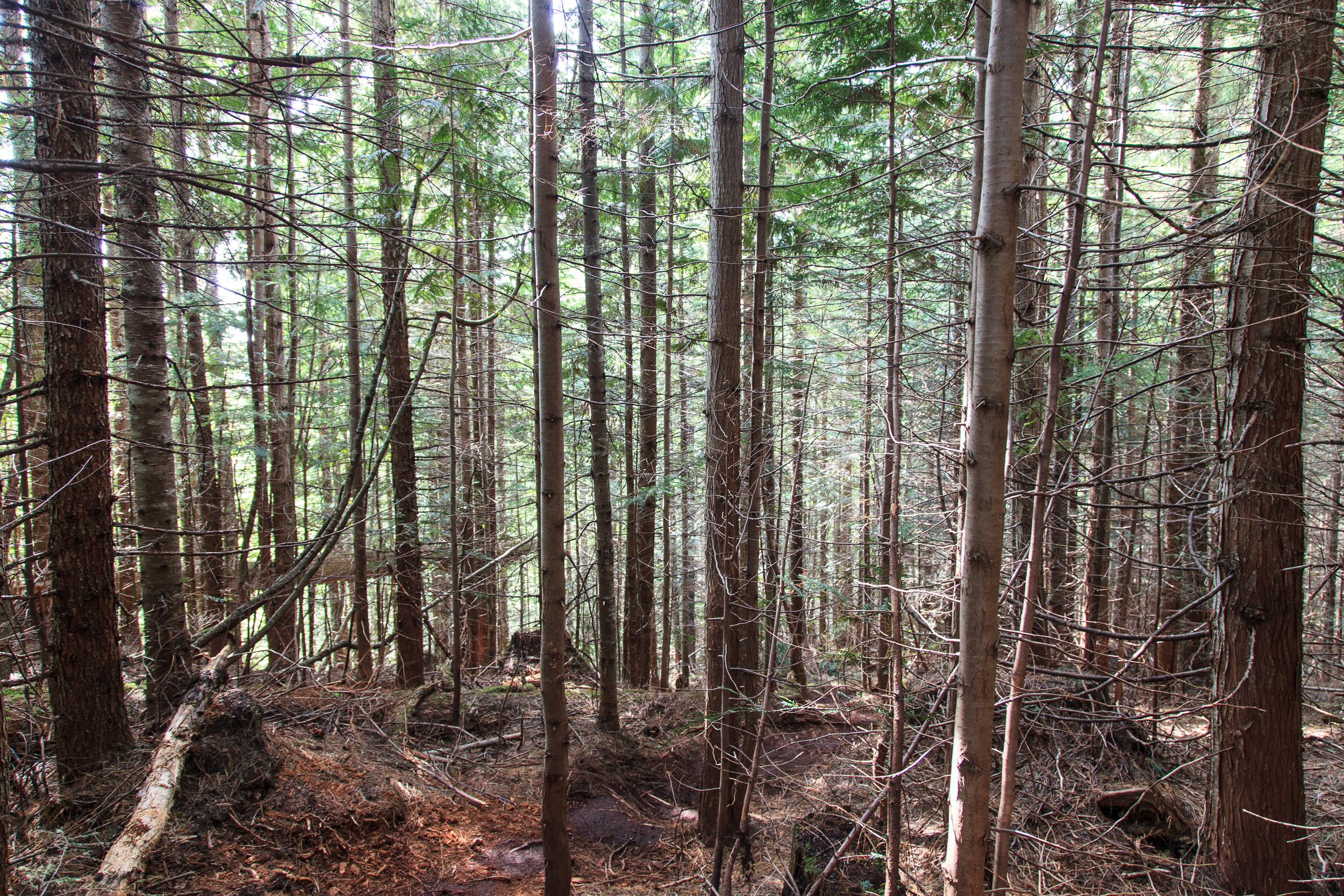 Лес по дороге вниз