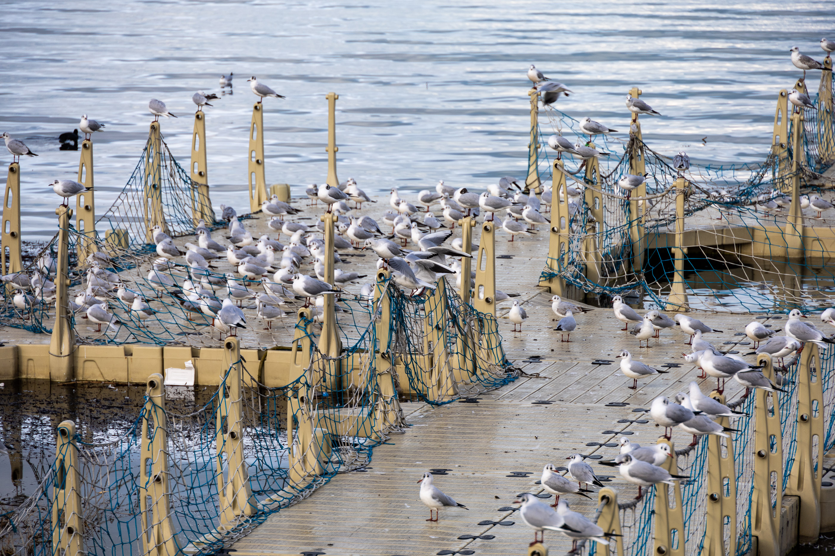Чайки Бейшихира