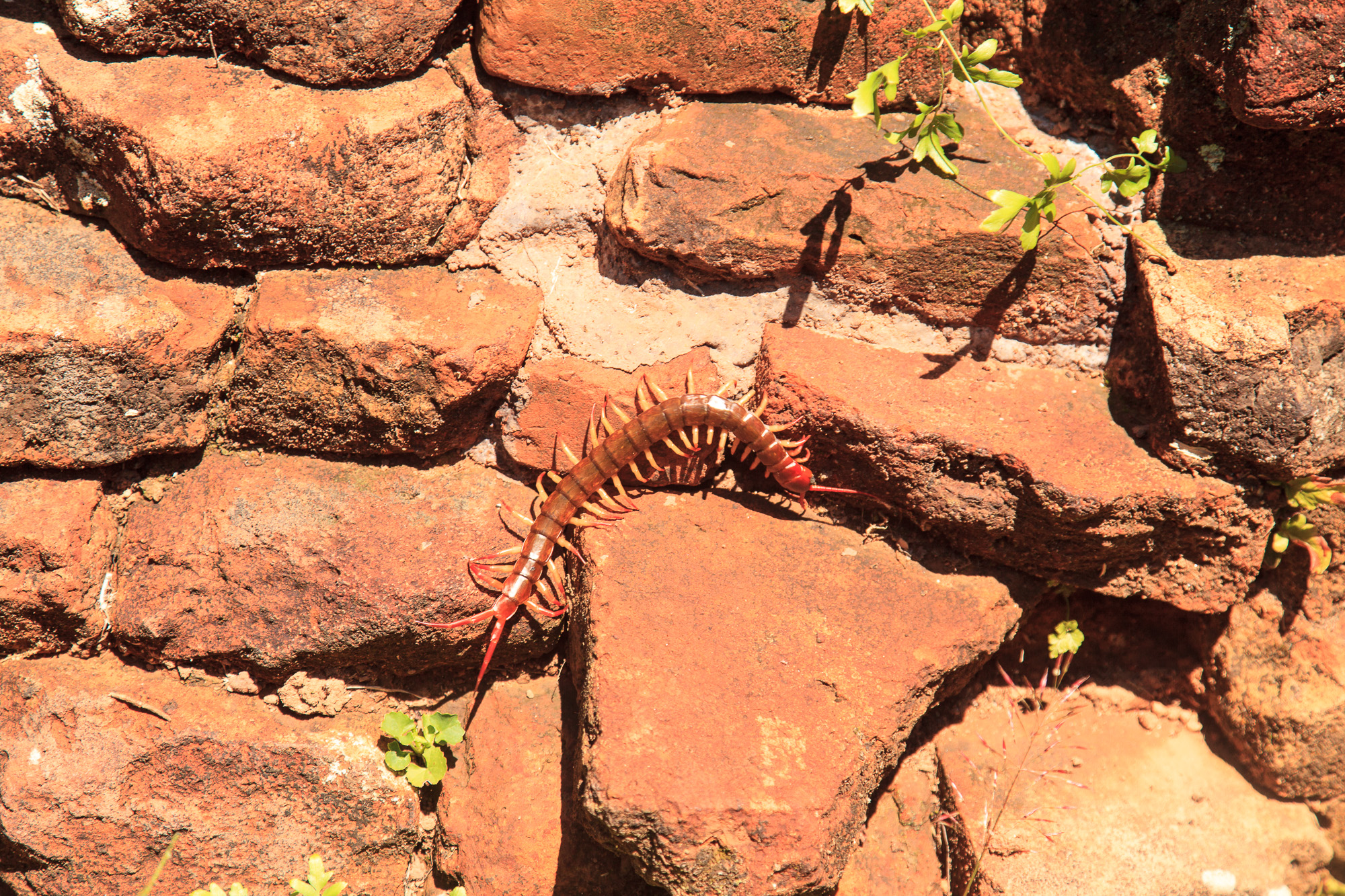 Очень ядовитая сороконожка