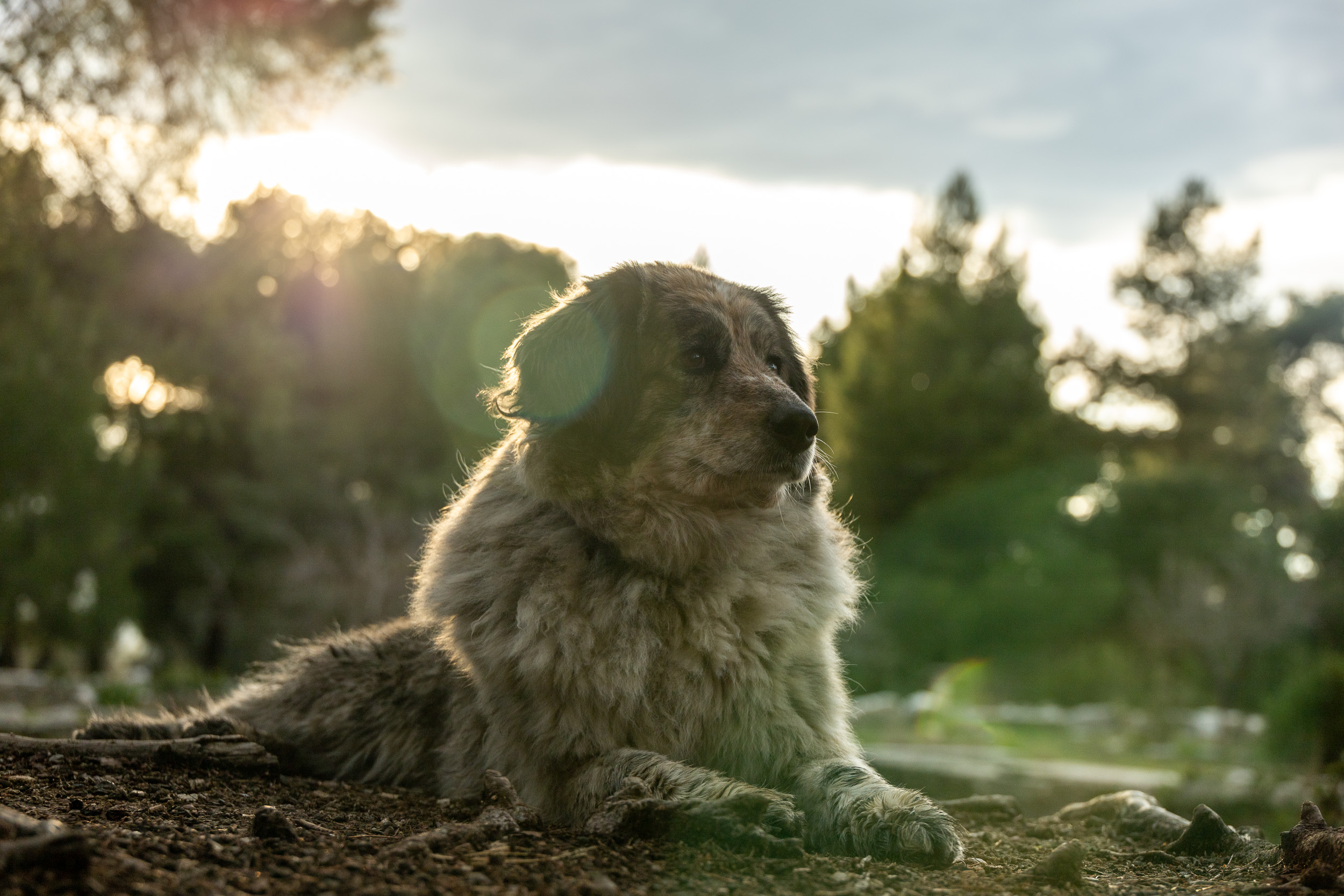 Обитатель Асклепиона