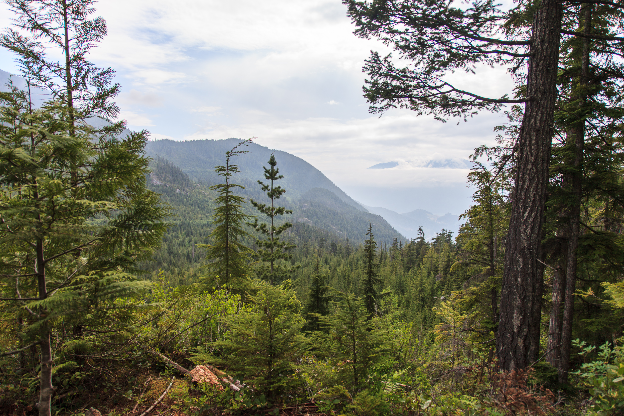 Лес по дороге вниз