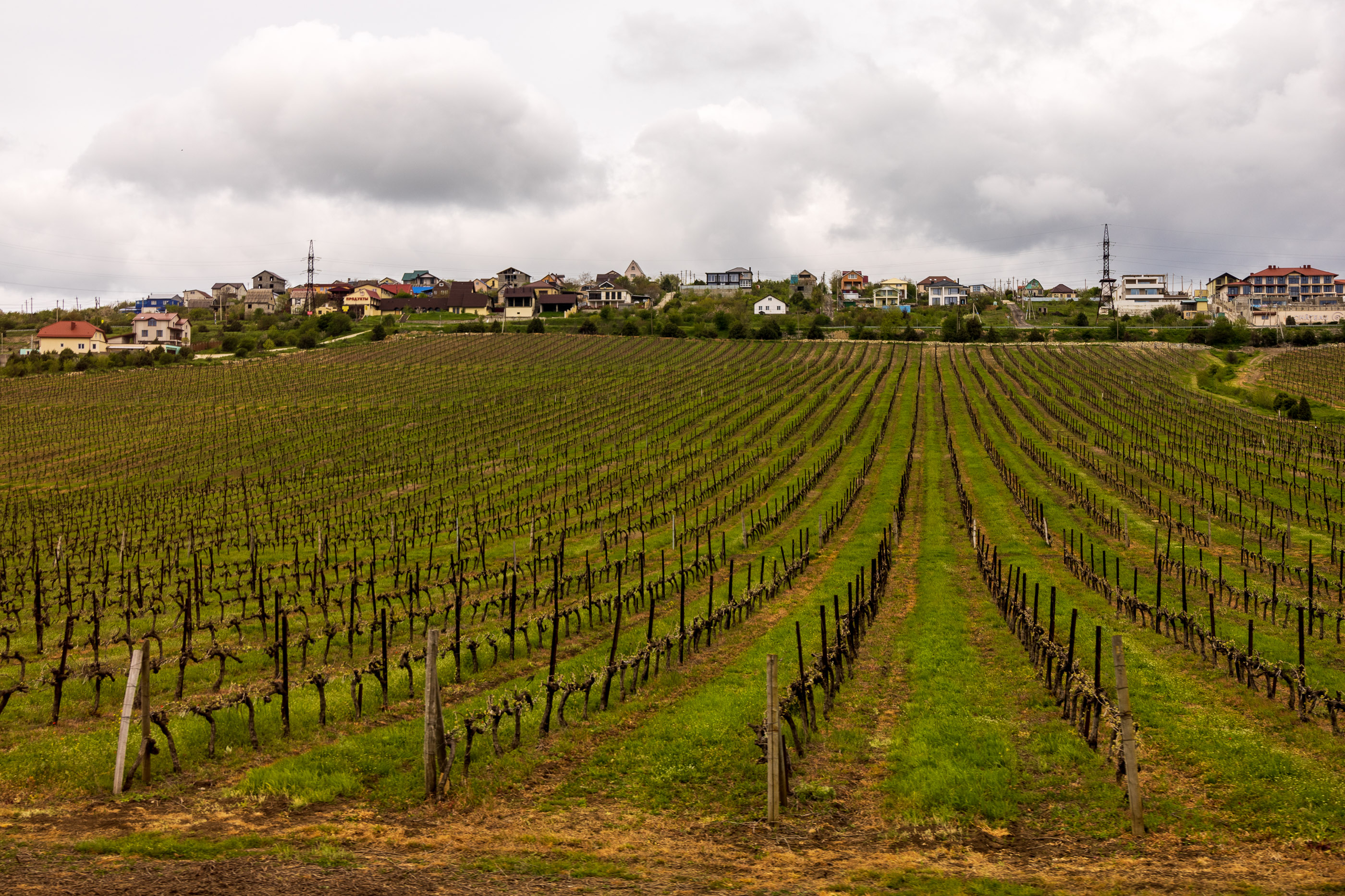 Виноградники Шато-Пино