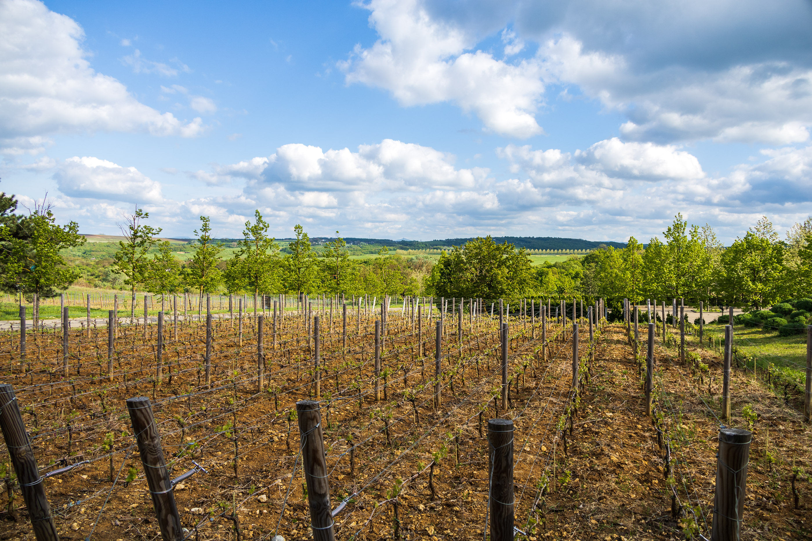 Виноградники Левкадии