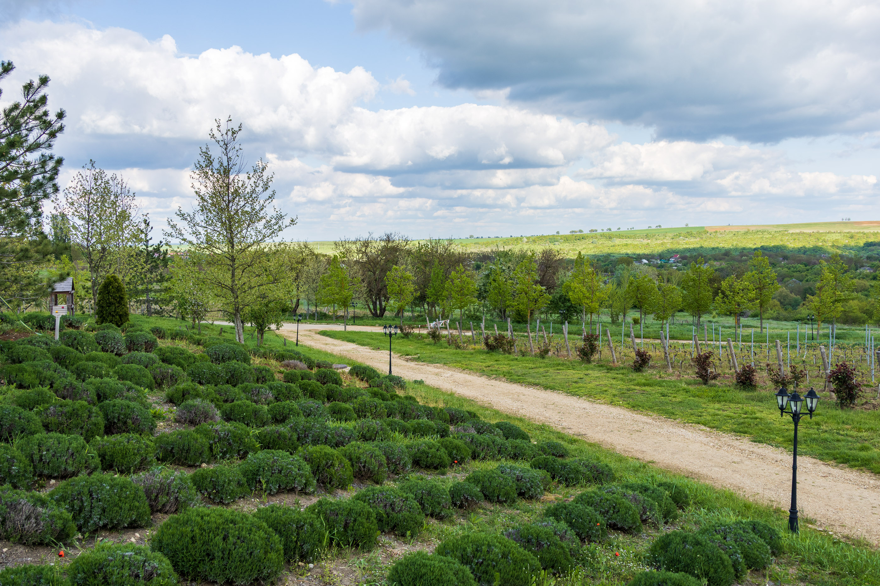 Лавандовые поля в парке "Долина Левкадия"