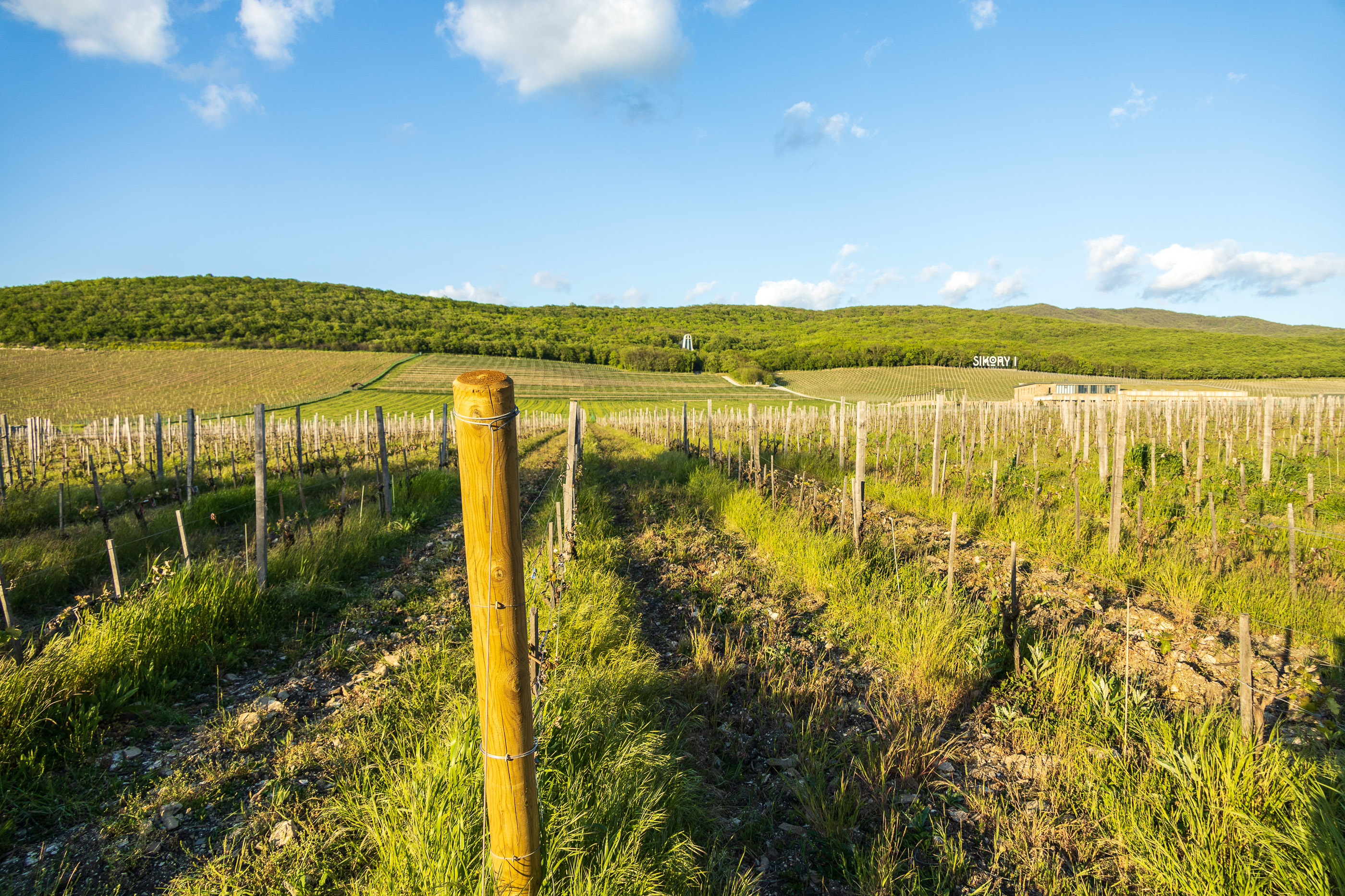 Виноградники винодельни Нестерова и Сикоры в Семигорье
