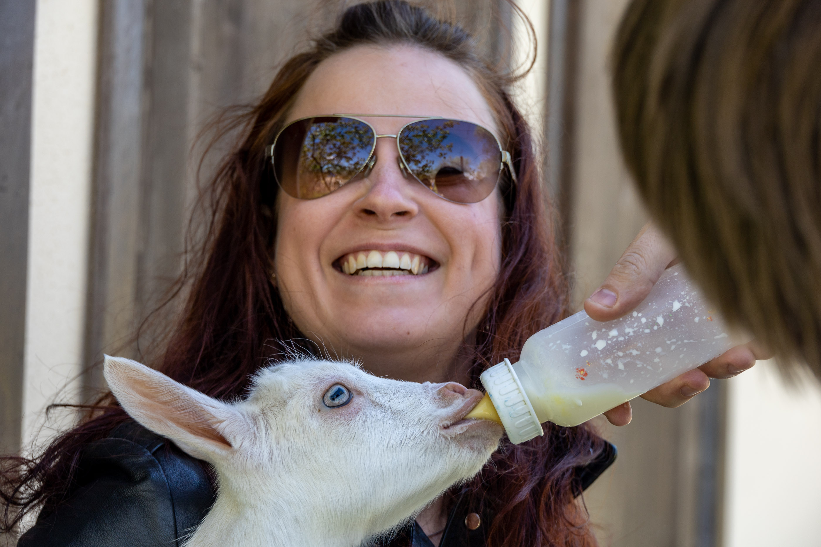 Кормление козлят